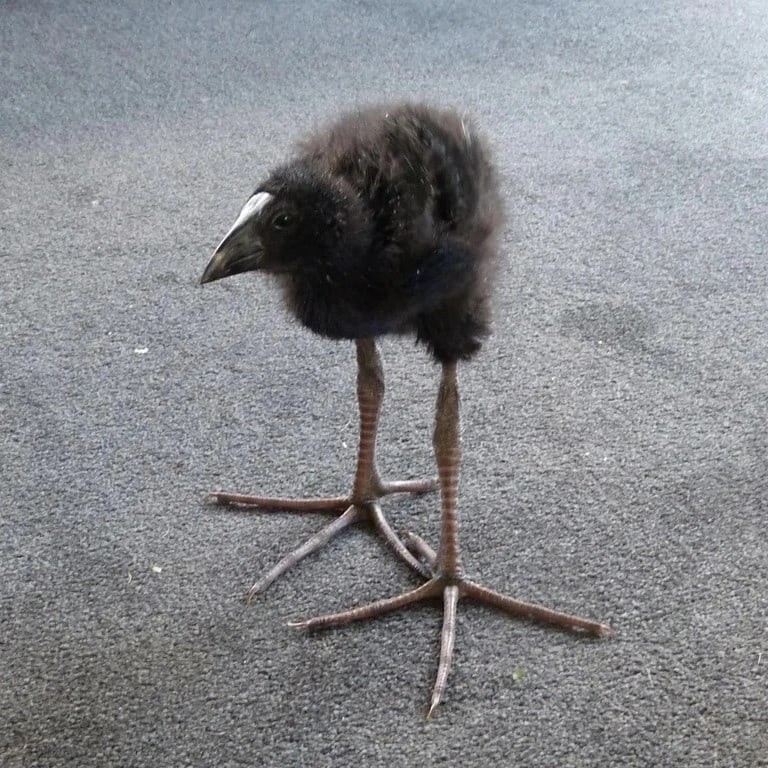 Imagine of the silly pukeko bird meme